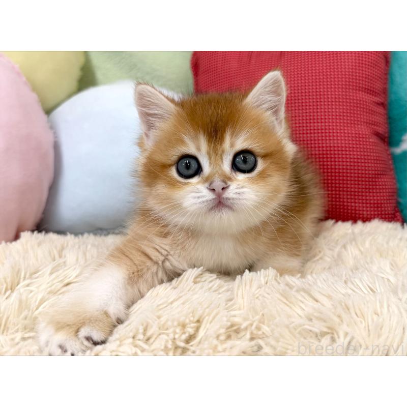 成約済の大阪府のブリティッシュショートヘア-124623の5枚目